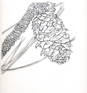 Ponderosa Pine Cone, State Tree of Montana,  pen & ink on film, 16”X14”, 2005, exhibited in  Treasures of Lewis and Clark, Corcoran Gallery of Art, 2006. SOLD 