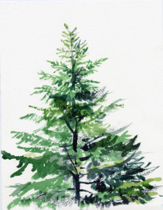 Young Douglas Fir, Oregon State Tree, watercolor, 10”X7”, 2004
